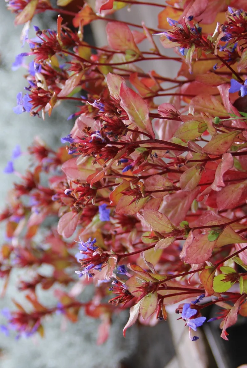 Ceratostigma plumbaginoides (Bleiwurz)