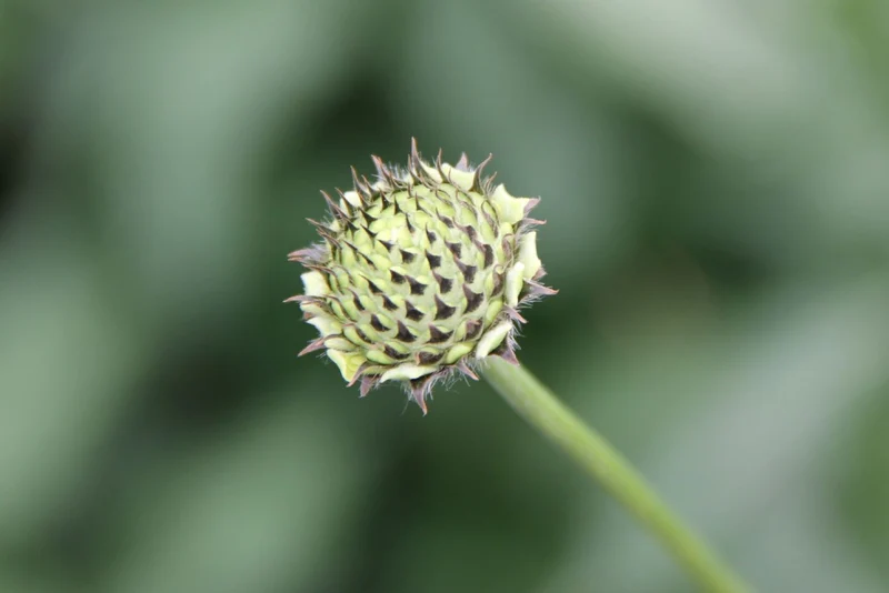 Cephalaria gigantea (Riesenschuppenkopf)