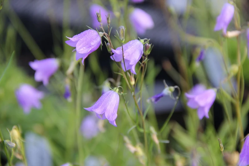 Campanula rotundifolia (Rundblättrige Glockenblume)