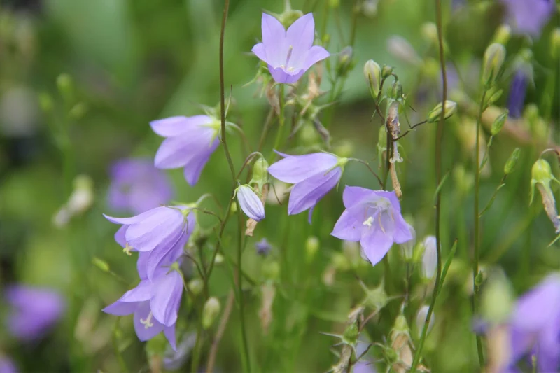 Campanula rotundifolia (Rundblättrige Glockenblume)