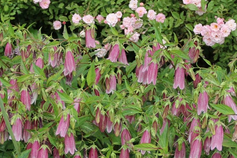 Campanula punctata 'Rubriflora' (Großblütige Glockenblume)