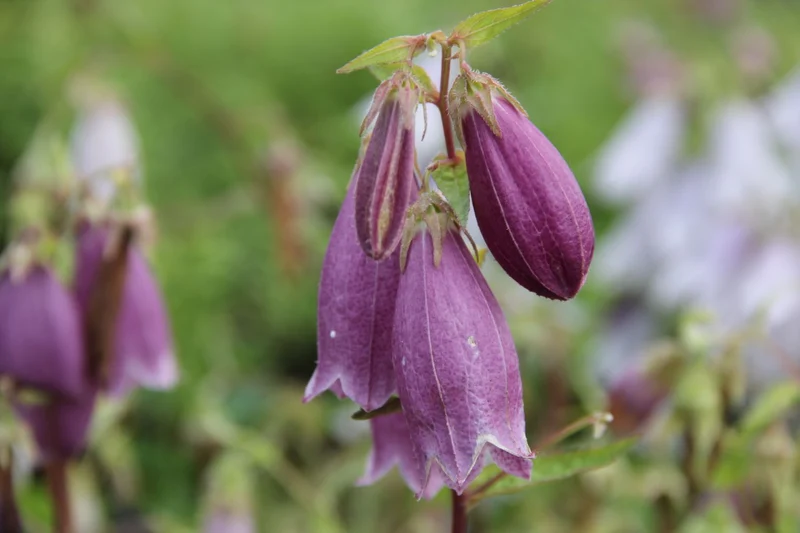 Campanula punctata 'Rubriflora' (Großblütige Glockenblume)