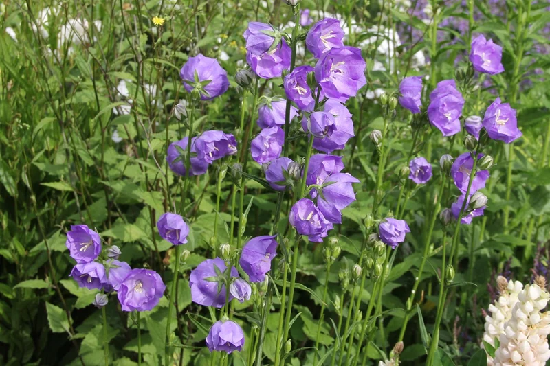 Campanula persicifolia 'Blue Bloomers' (Pfirsichblättrige Glockenblume)