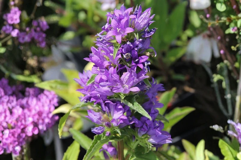 Campanula glomerata 'Dahurica' (Knäuel Glockenblume)