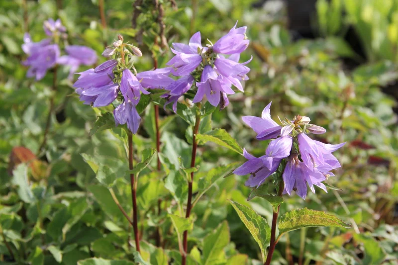 Campanula 'Gaudi Violet' (Glockenblume)