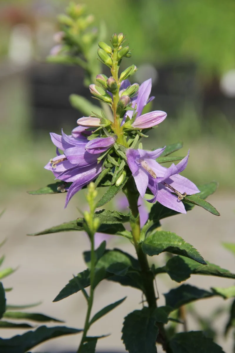 Campanula 'Gaudi Violet' (Glockenblume)