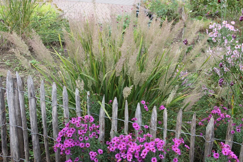 Calamagrostis brachytricha (Diamantgras)