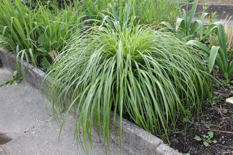Calamagrostis brachytricha (Diamantgras)