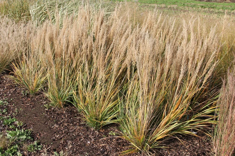 Calamagrostis brachytricha (Diamantgras)