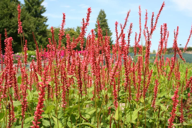 Bistorta amplexicaulis 'Orange Field' (Kerzenknöterich)