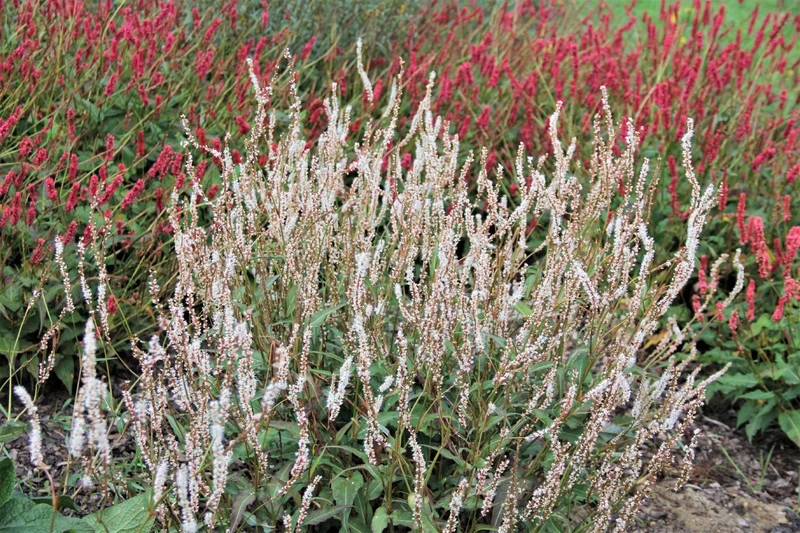 Bistorta amplexicaulis 'Album' (Kerzenknöterich)