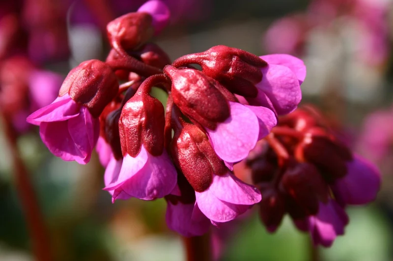 Bergenia cordifolia 'Eroica' (Bergenie)