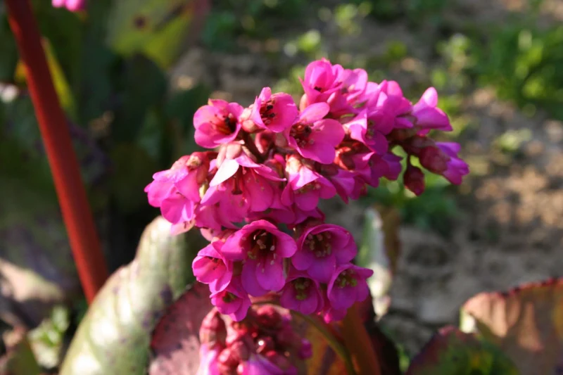 Bergenia cordifolia 'Bizet' (Bergenie)