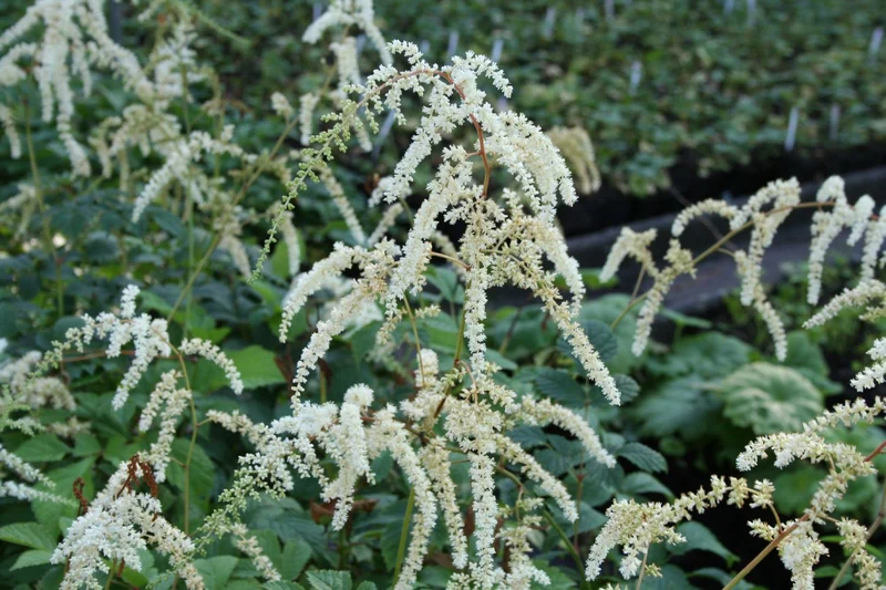 Astilbe x thunbergii 'Professor van der Wielen' (Thunberg Prachtspiere)