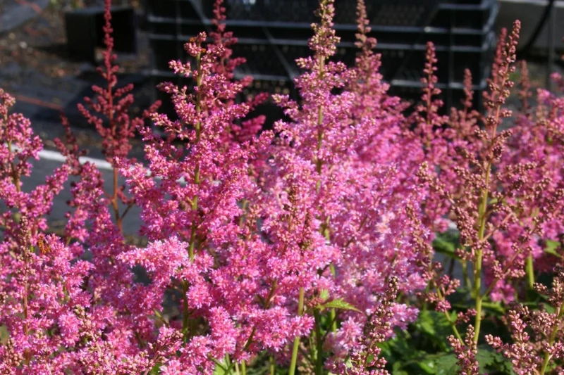 Astilbe x japonica 'Mainz' (Prachtspiere)