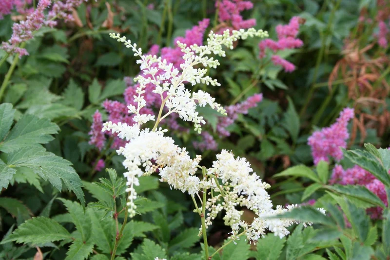 Astilbe x japonica 'Deutschland' (Garten Prachtspiere)