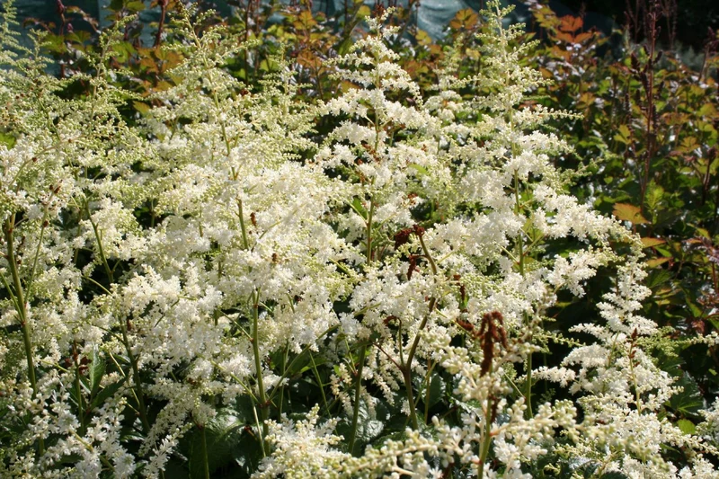Astilbe x arendsii 'Brautschleier' (Prachtspiere)