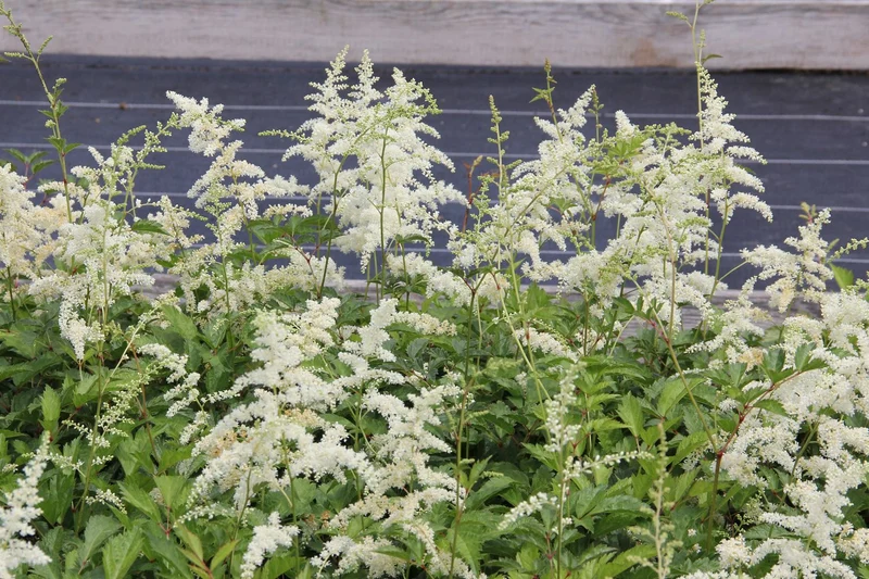 Astilbe x arendsii 'Brautschleier' (Prachtspiere)