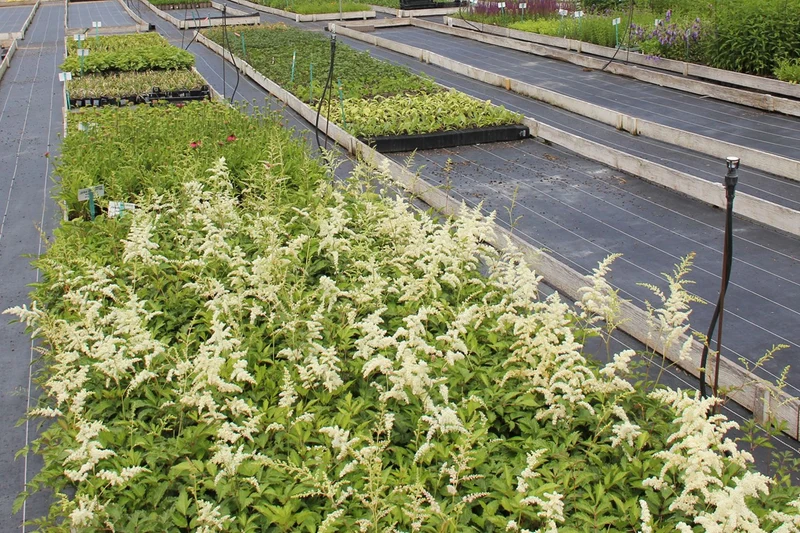 Astilbe x arendsii 'Brautschleier' (Prachtspiere)