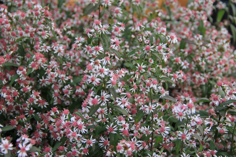 Aster lateriflorus 'Lady in Black' (Waagerechte Gartenaster)