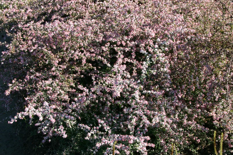Aster lateriflorus 'Lady in Black' (Waagerechte Gartenaster)