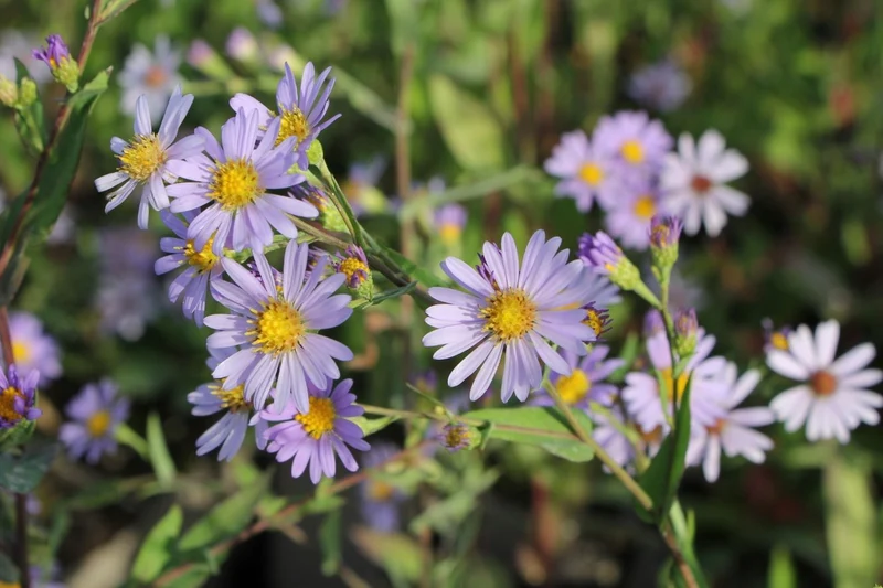 Aster laevis (Glatte Aster)