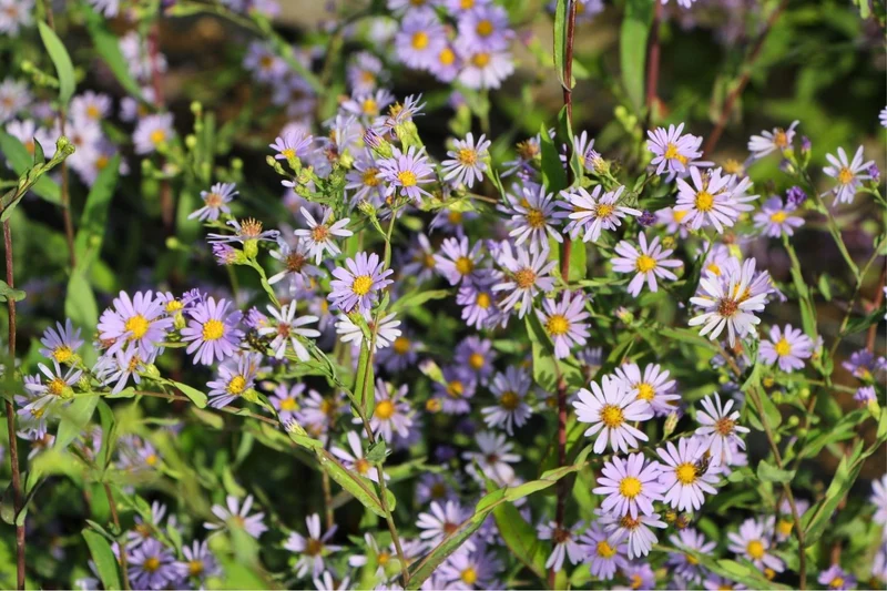 Aster laevis (Glatte Aster)