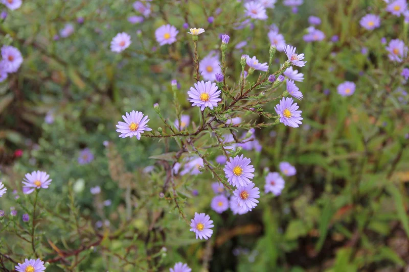 Aster laevis (Glatte Aster)