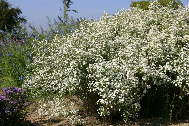Aster ericoides 'Hug' (Myrtenaster)