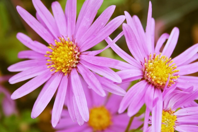 Aster amellus 'Rosa Erfüllung' (Sommeraster)