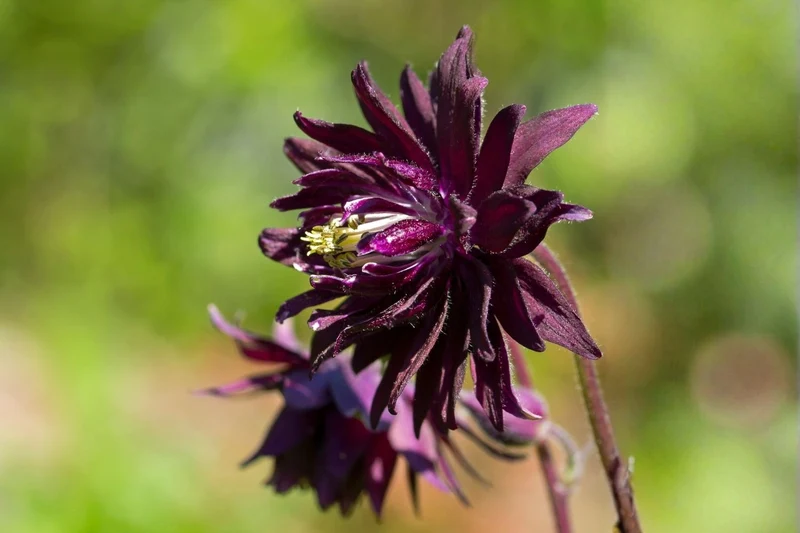 Aquilegia vulgaris var. stellata 'Black Barlow' (Gefüllte Akelei)