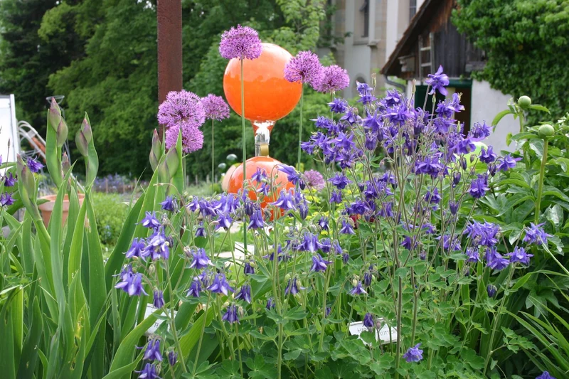 Aquilegia vulgaris (Kurzspornige Akelei)