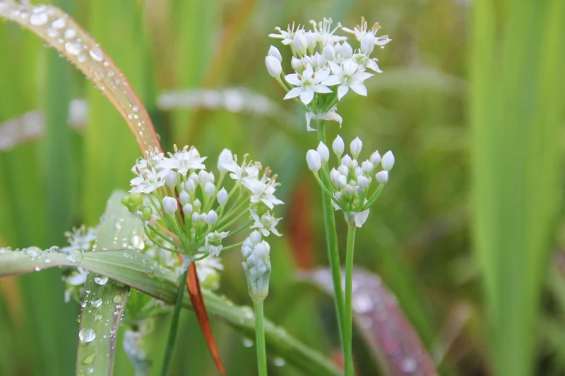 Allium tuberosum (Schnittknoblauch | Chinesischer Knoblauch)