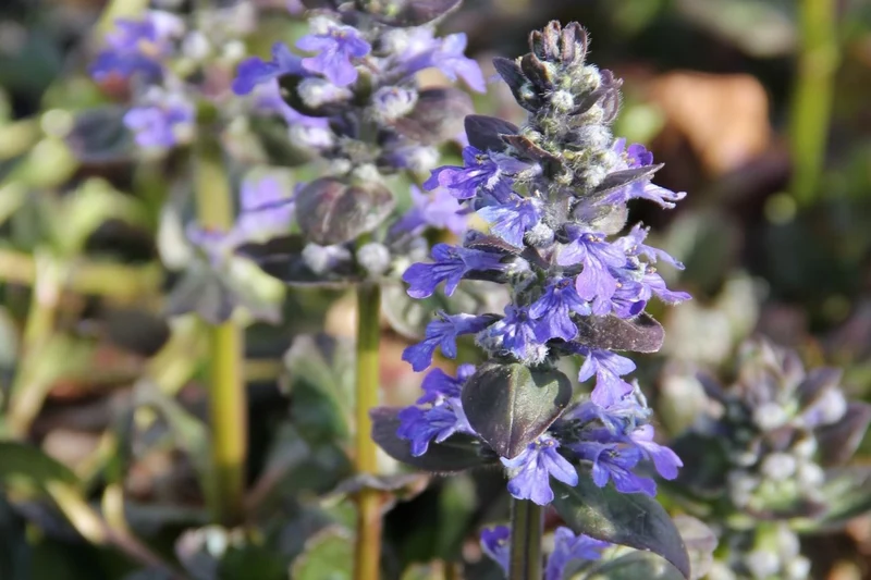Ajuga reptans 'Catlin's Giant' (Günsel)