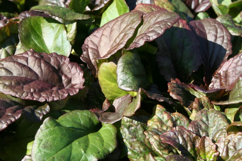 Ajuga reptans 'Catlin's Giant' (Günsel)