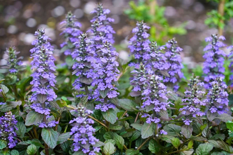 Ajuga reptans 'Catlin's Giant' (Günsel)