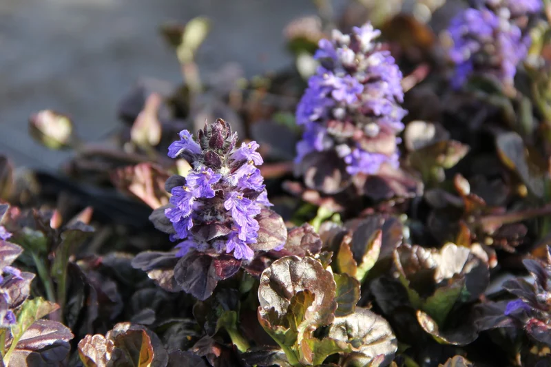 Ajuga reptans 'Black Scallop' (Günsel)