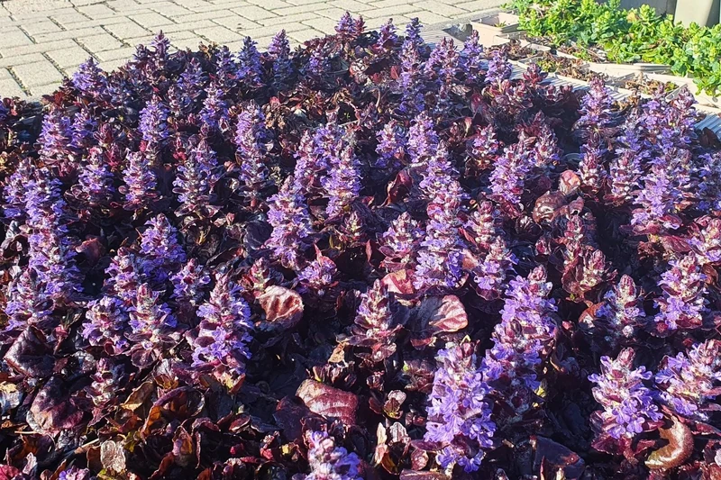 Ajuga reptans 'Black Scallop' (Günsel)