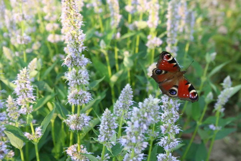 Agastache x rugosa 'Blue Fortune' (Duftnessel)