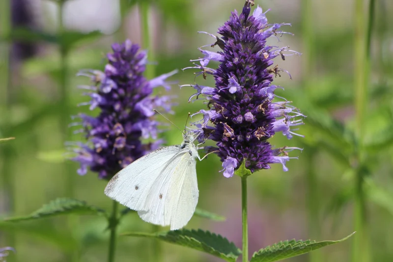Agastache x rugosa 'Black Adder' (Duftnessel)