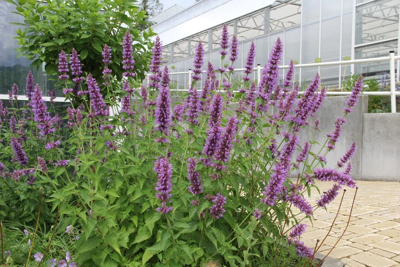 Agastache 'Blue Boa' (Duftnessel)