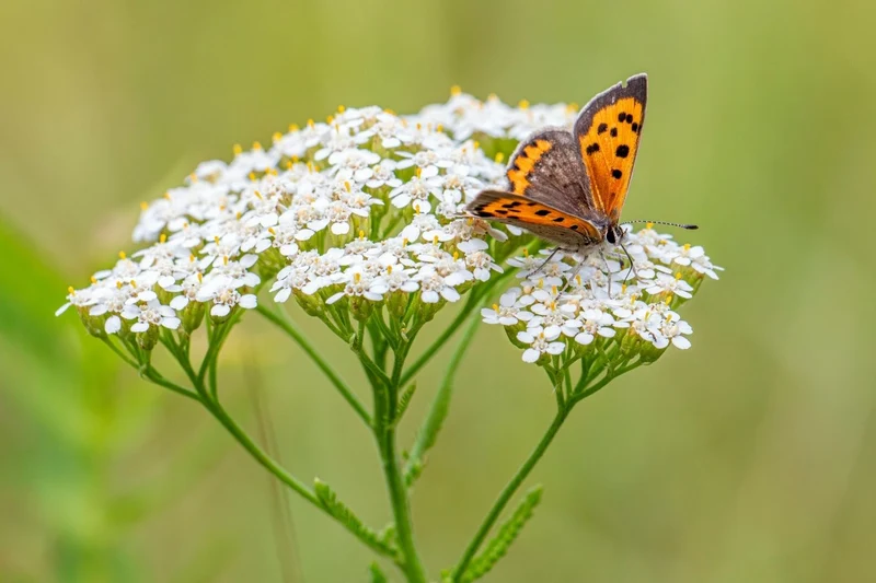 Achillea millefolium (Tausendblättrige Schafgarbe)