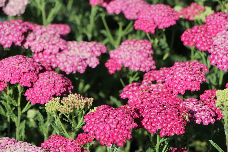 Achillea millefolium 'Saucy Seduction' (Schafgarbe)