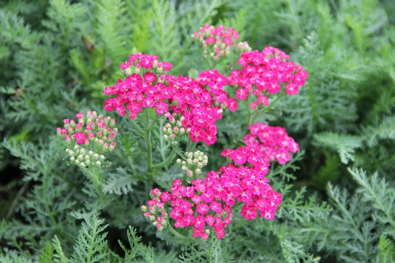 Achillea millefolium 'Saucy Seduction' (Schafgarbe)