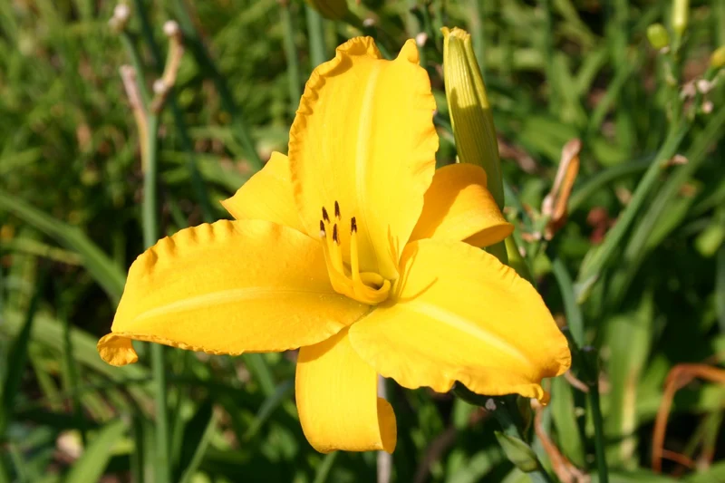 Hemerocallis 'Sunday Afternoon' (Großblumige Taglilie)