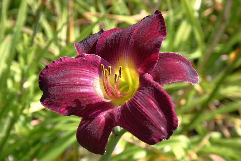 Hemerocallis 'Strutter's Ball' (Großblumige Taglilie)