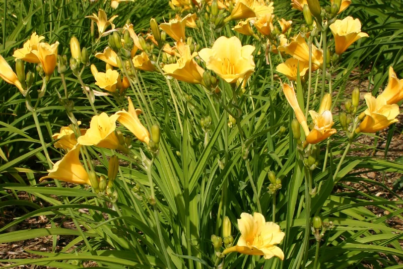 Hemerocallis 'Stella de Oro' (Kleinblumige Taglilie)