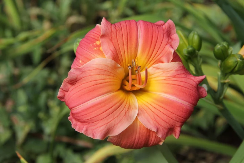 Hemerocallis 'Spit's Bride' (Großblumige Taglilie)