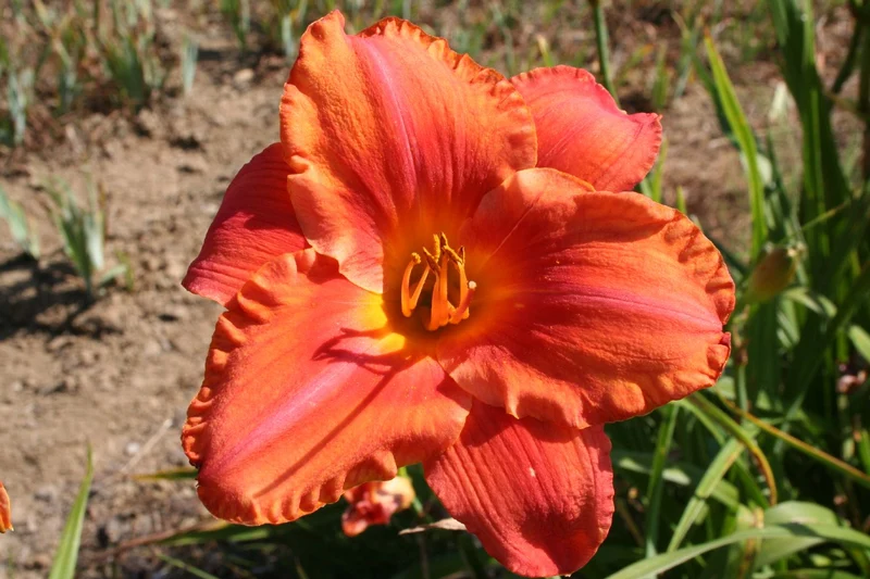 Hemerocallis 'South Seas' (Großblumige Taglilie)