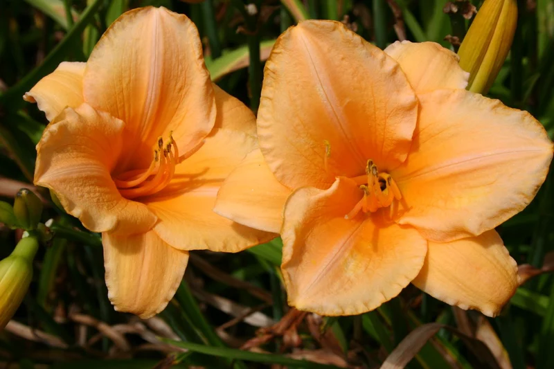 Hemerocallis 'Sombrero Way' (Großblumige Taglilie)
